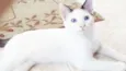Cleo