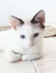 Cleo