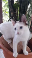 Cleo