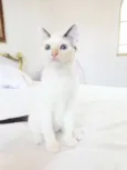 Cleo
