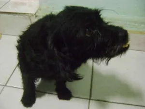 Cachorro raça SRD idade 6 ou mais anos nome Menina