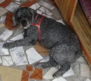 Cachorro raça Poodle idade 6 ou mais anos nome Barbie