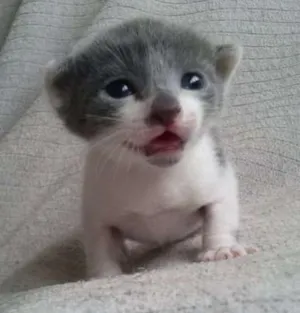 Gato raça SRD idade Abaixo de 2 meses nome Vixen