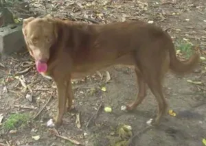 Cachorro raça SRD idade 6 ou mais anos nome MEL S. VICENTE