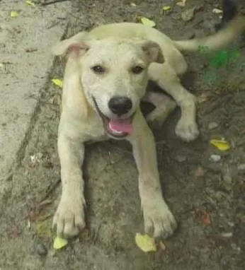 Cachorro ra a SRD idade 2 a 6 meses nome Bebe S. Vicente