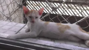 Gato raça SRD idade 2 a 6 meses nome Mesclado S. Vicente