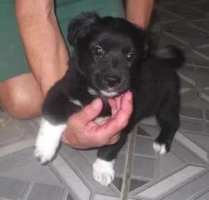 Cachorro raça SRD idade 2 a 6 meses nome Nenguinha S. Vicente