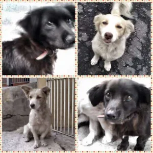 Cachorro raça SRD idade 2 anos nome Sem nome