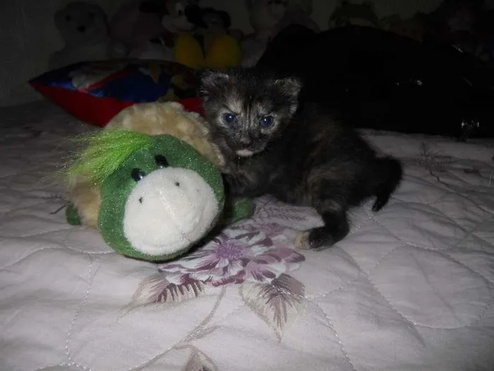 Gato ra a SRD idade Abaixo de 2 meses nome Abidu