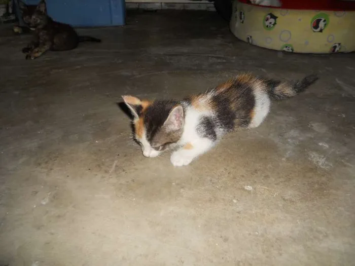 Gato ra a SRD idade Abaixo de 2 meses nome Yuca