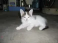 Floquinho