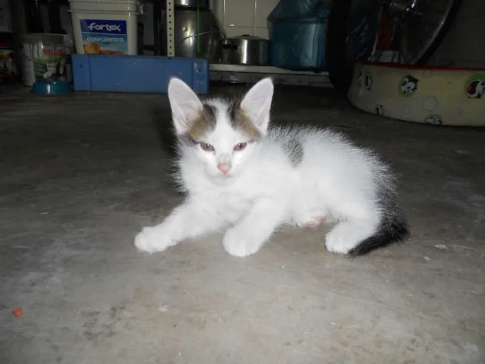Gato ra a SRD idade Abaixo de 2 meses nome Floquinho