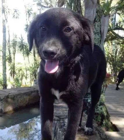 Cachorro raça não definida idade 7 a 11 meses nome Linda
