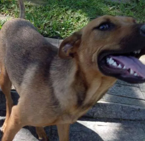 Cachorro raça não definida idade 7 a 11 meses nome Linda