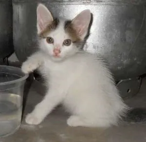Gato raça SRD idade  nome Gloob