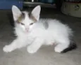 Floquinho