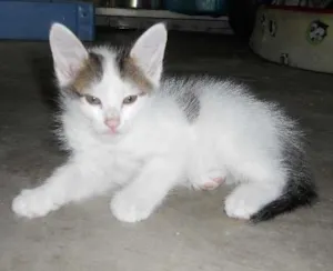 Gato raça SRD idade Abaixo de 2 meses nome Floquinho