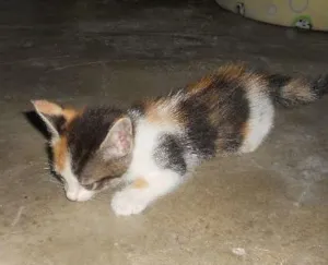 Gato raça SRD idade Abaixo de 2 meses nome Yuca
