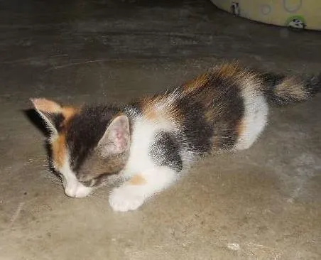 Gato ra a SRD idade Abaixo de 2 meses nome Yuca