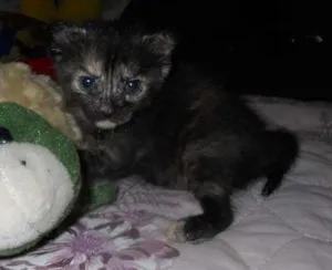 Gato raça SRD idade Abaixo de 2 meses nome Abidu