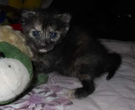 Gato ra a SRD idade Abaixo de 2 meses nome Abidu