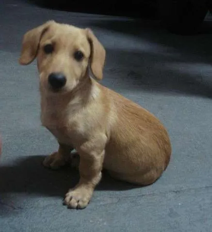 Cachorro ra a SRD idade 2 a 6 meses nome Vini