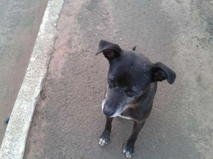 Cachorro ra a SRD idade 1 ano nome Sem nome