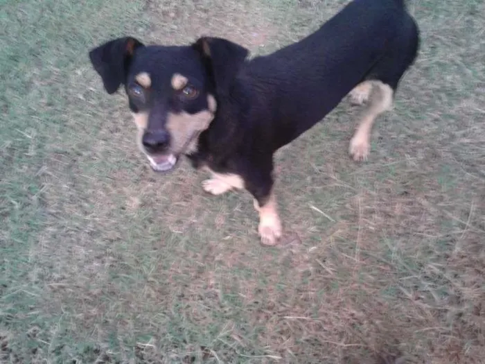 Cachorro ra a SRD idade 1 ano nome Sem nome