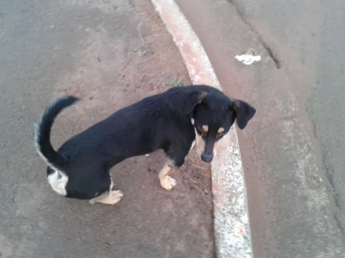 Cachorro ra a SRD idade 1 ano nome Sem nome