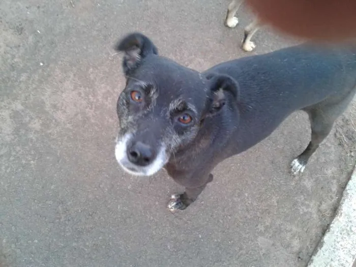 Cachorro ra a SRD idade 1 ano nome Sem nome