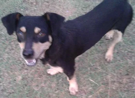 Cachorro ra a SRD idade 1 ano nome Sem nome