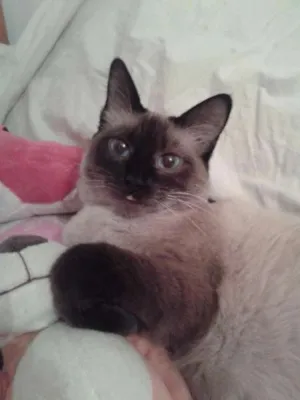 Gato raça Siamês idade 1 ano nome Safira