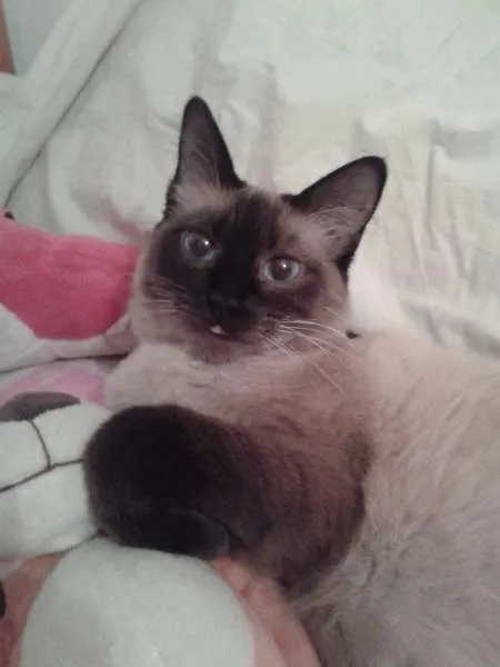 Gato ra a Siamês idade 1 ano nome Safira