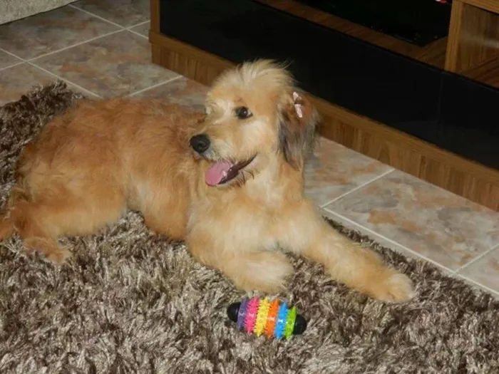Cachorro ra a SRD idade 2 anos nome Lisa