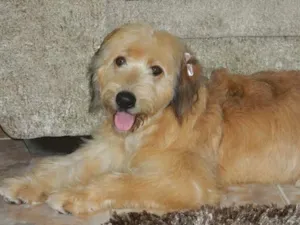 Cachorro raça SRD idade 2 anos nome Lisa