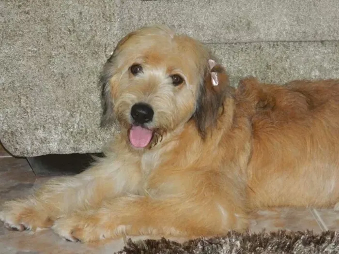 Cachorro ra a SRD idade 2 anos nome Lisa
