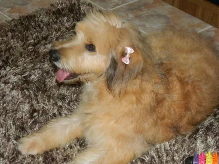 Cachorro ra a SRD idade 2 anos nome Lisa