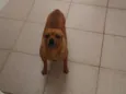 Toco