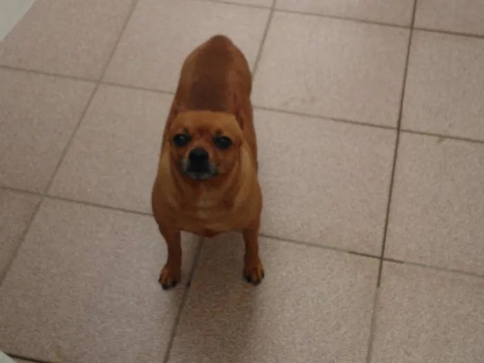 Cachorro ra a Pinscher idade 6 ou mais anos nome Toco