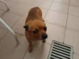 Toco