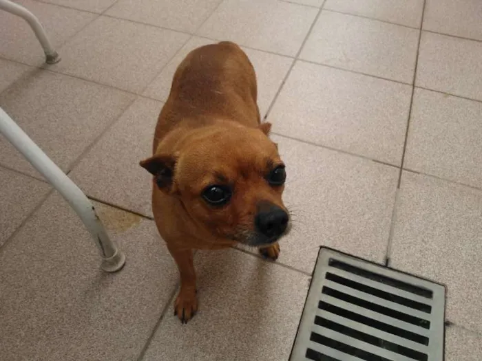 Cachorro ra a Pinscher idade 6 ou mais anos nome Toco