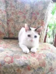 Cleo