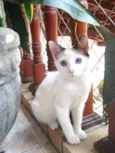 Cleo