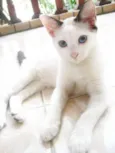 Cleo