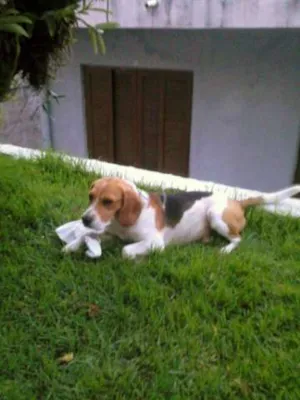 Cachorro raça Beagle idade 2 anos nome snoop