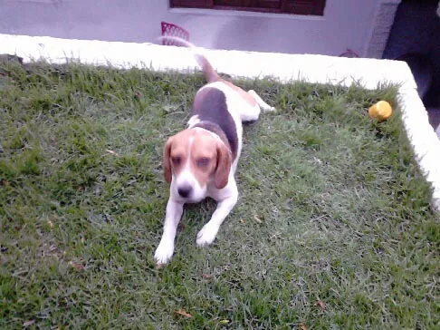 Cachorro ra a Beagle idade 2 anos nome snoop