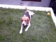 snoop