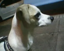 Cachorro raça vira-lata idade 2 a 6 meses nome Nina