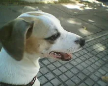 Cachorro raça vira-lata idade 2 a 6 meses nome Nina