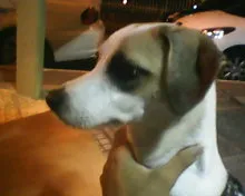 Cachorro raça vira-lata idade 2 a 6 meses nome Nina